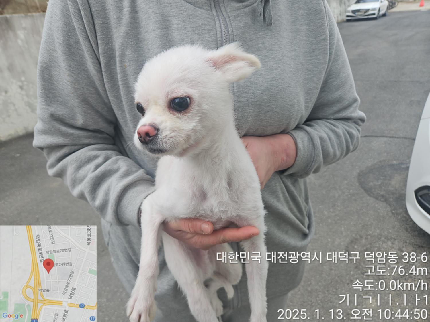 대전동물보호센터_430368202500008