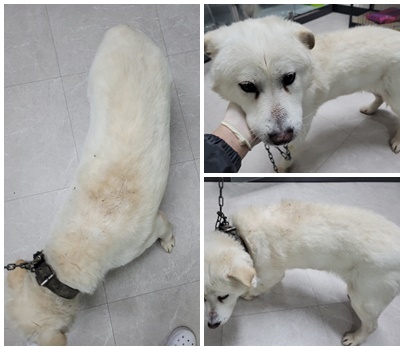 논산시 동물보호센터_444454202500026