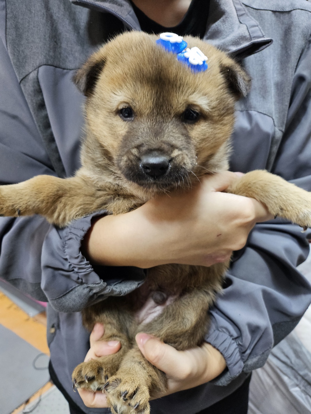 울산유기동물보호센터_431373202500025