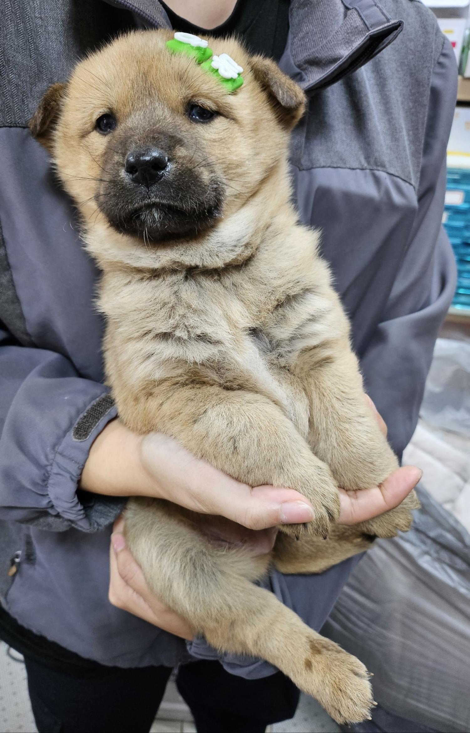 울산유기동물보호센터_431373202500024
