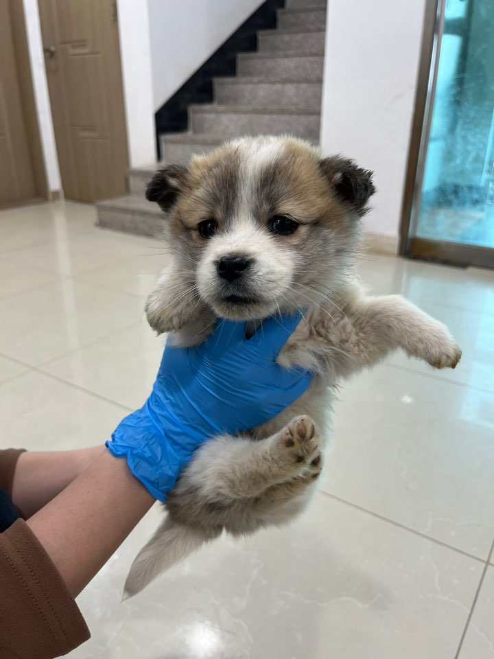 반려동물보호센터_443571202500022