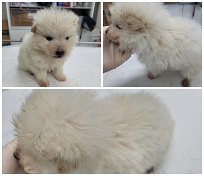 논산시 동물보호센터_444454202500031