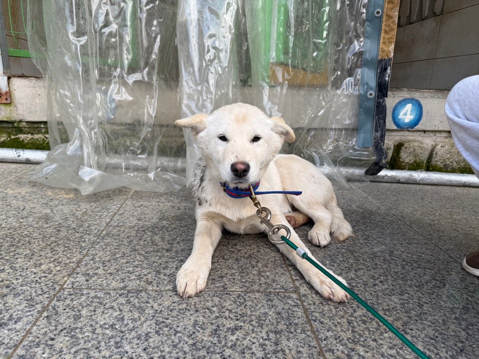 광주동물보호센터_429362202500003