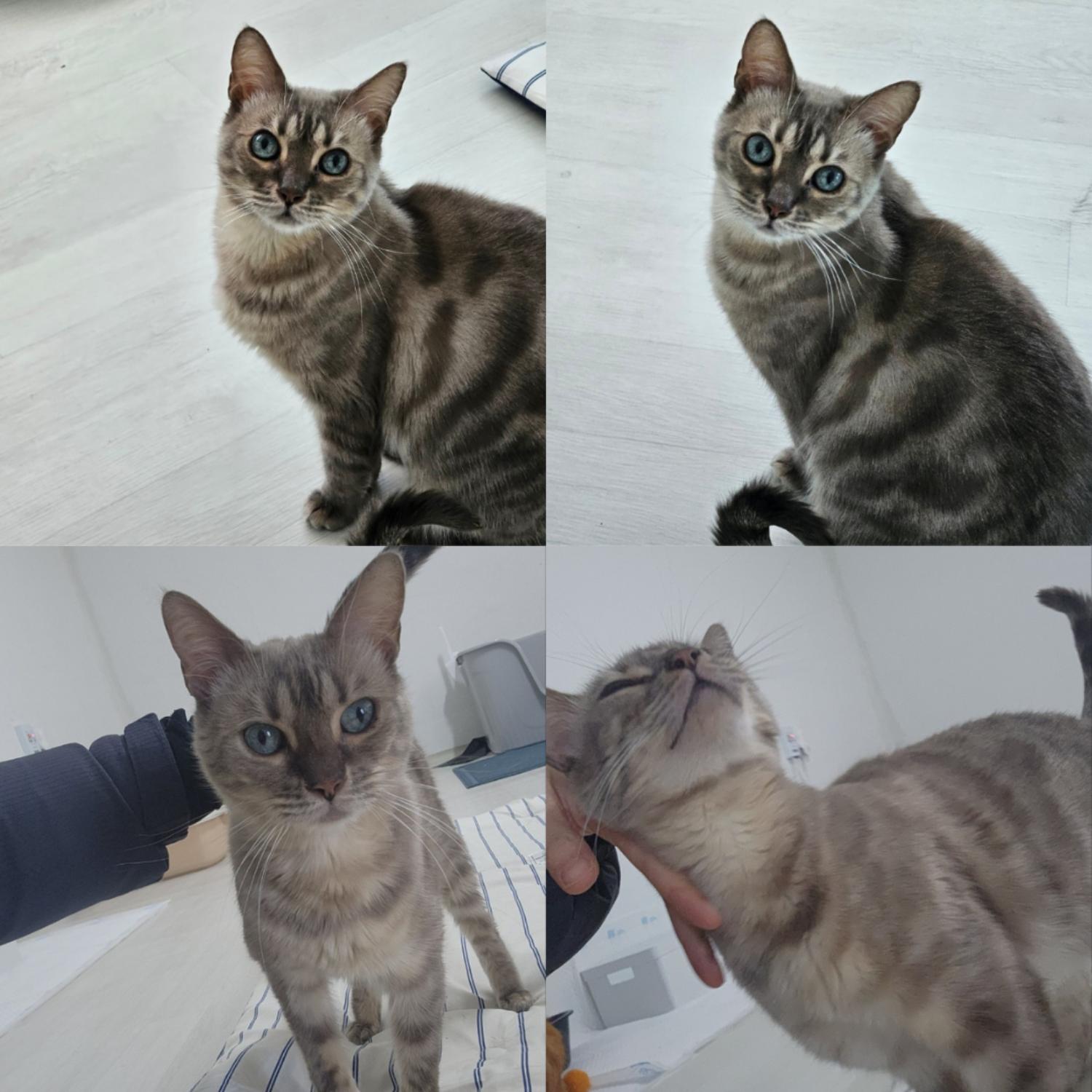 반려동물 입양센터_447508202500003