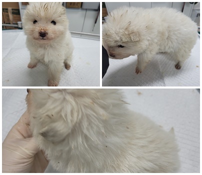 논산시 동물보호센터_444454202500030