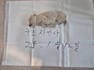 논산시 동물보호센터_444454202500028
