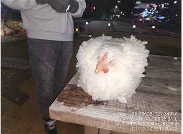 보호중 닭의 가족 …