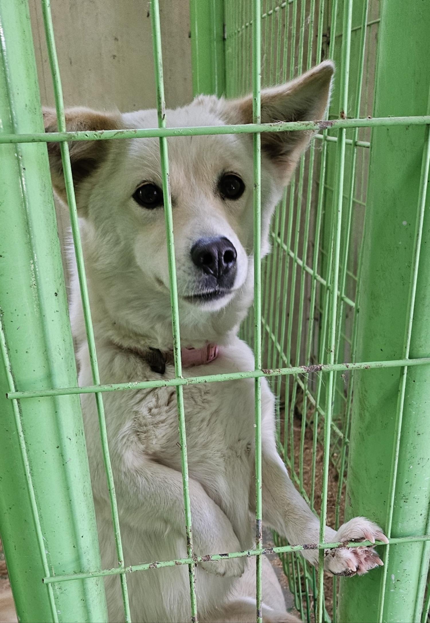 울산유기동물보호센터_431373202500029