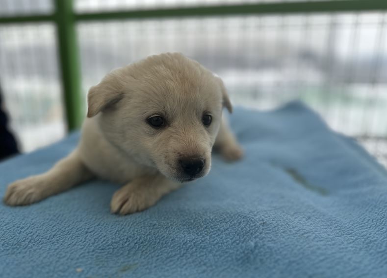 군산유기동물보호센터_445467202500023