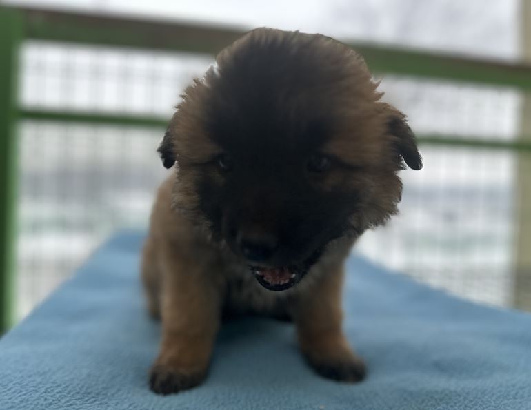 군산유기동물보호센터_445467202500022