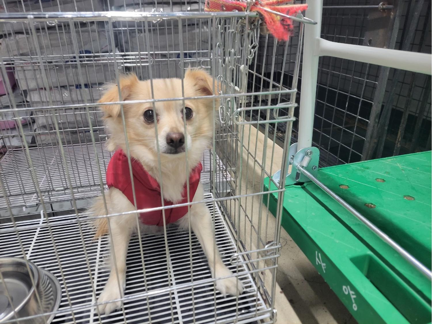 고양시동물보호센터_441394202500019