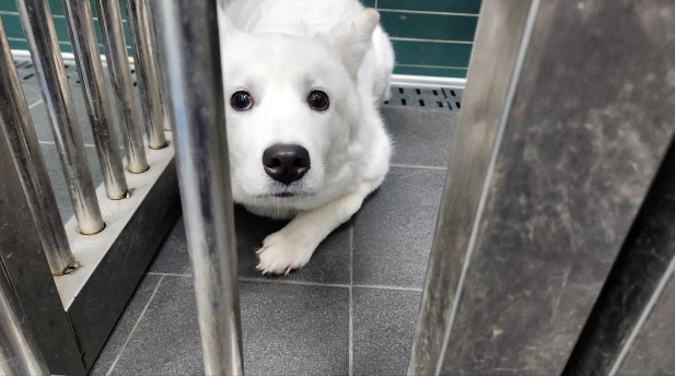 춘천시 동물보호센터_442418202500011