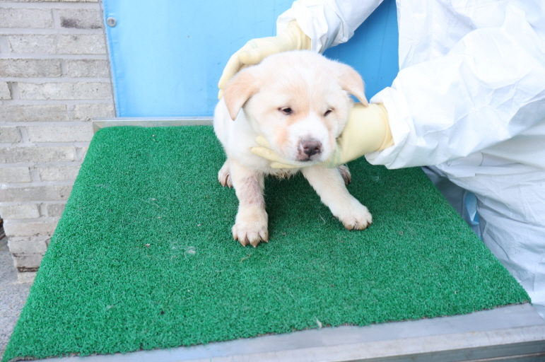 제주 동물보호센터_450650202500115