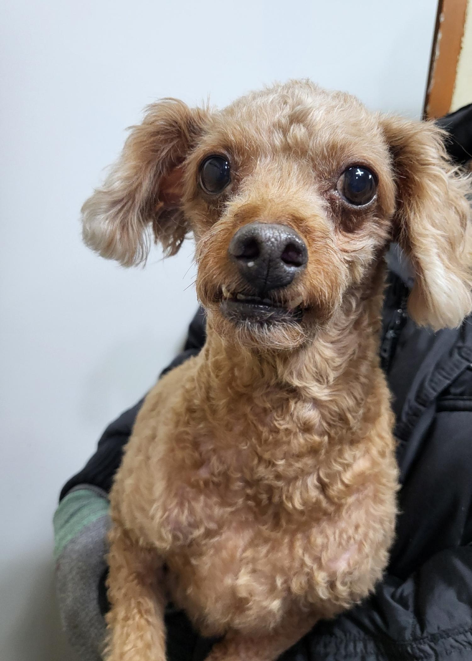 이성준동물병원_441408202500030