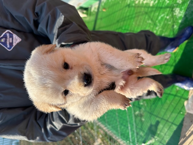 광양시 임시보호소_446484202500015