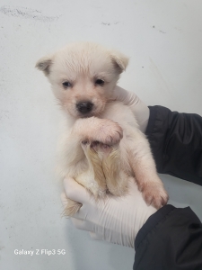 제주 동물보호센터_450650202500121