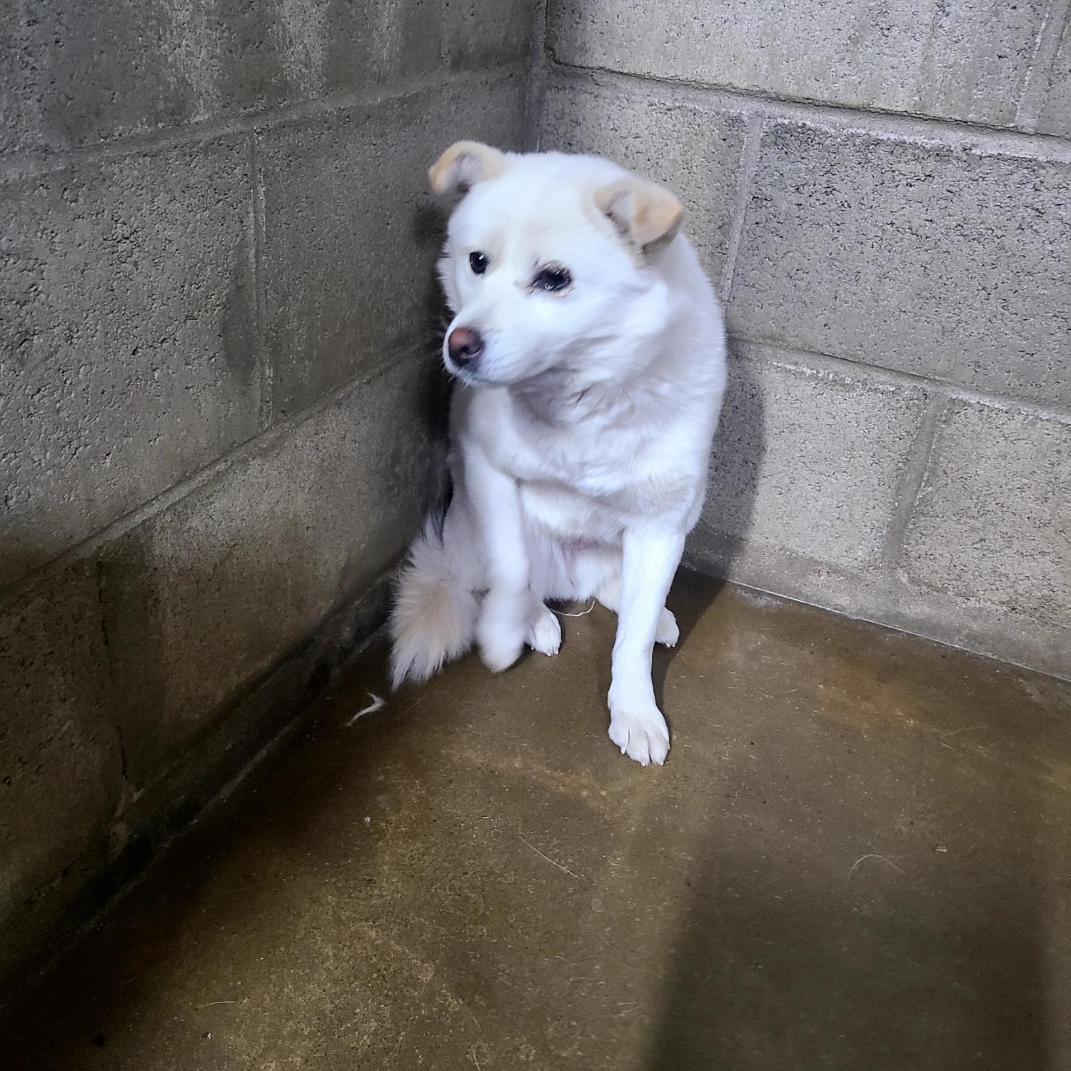 군산유기동물보호센터_445467202500026