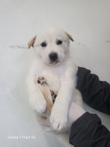 제주 동물보호센터_450650202500125