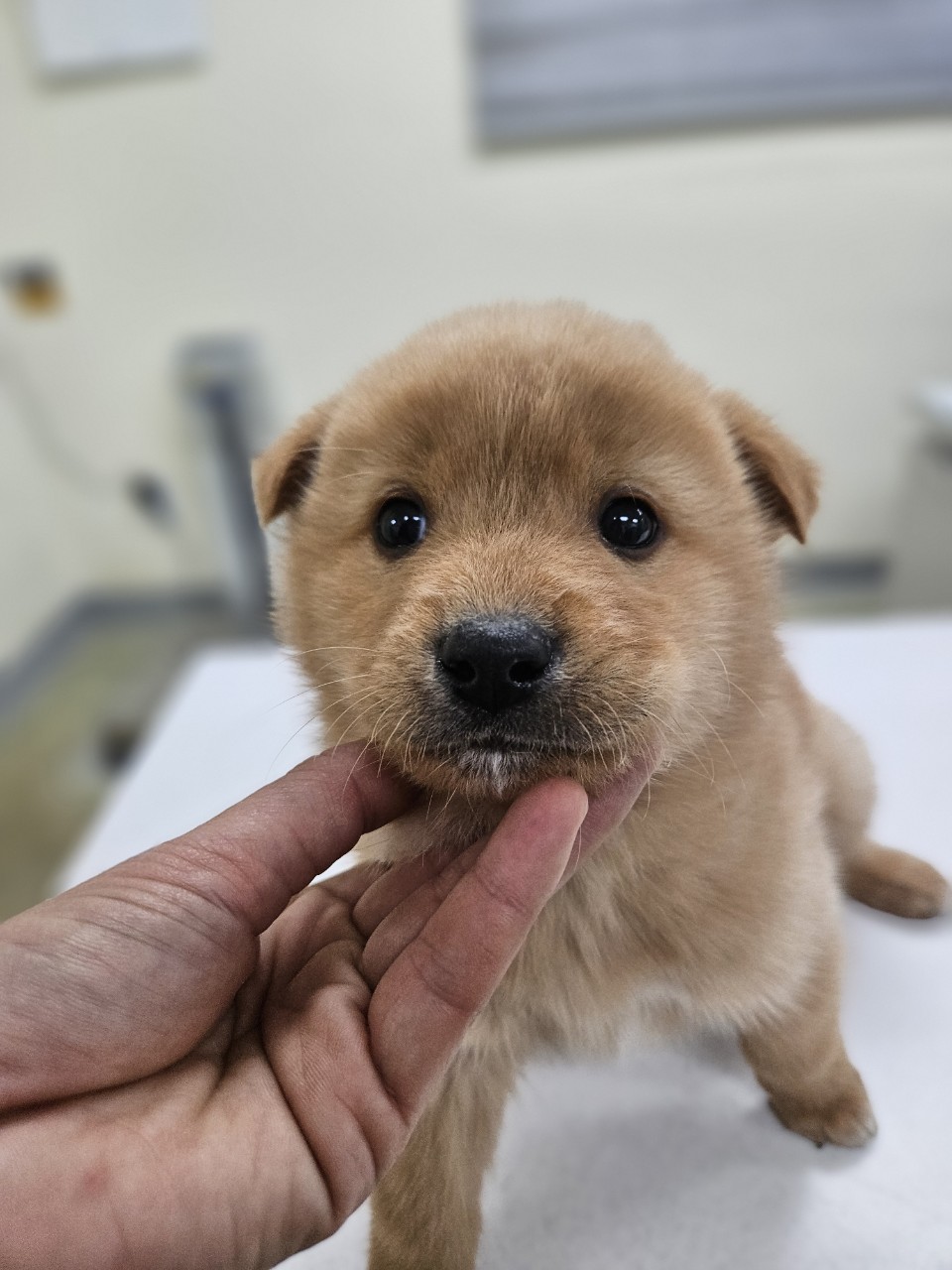 아산동물복지지원센터_444452202500035