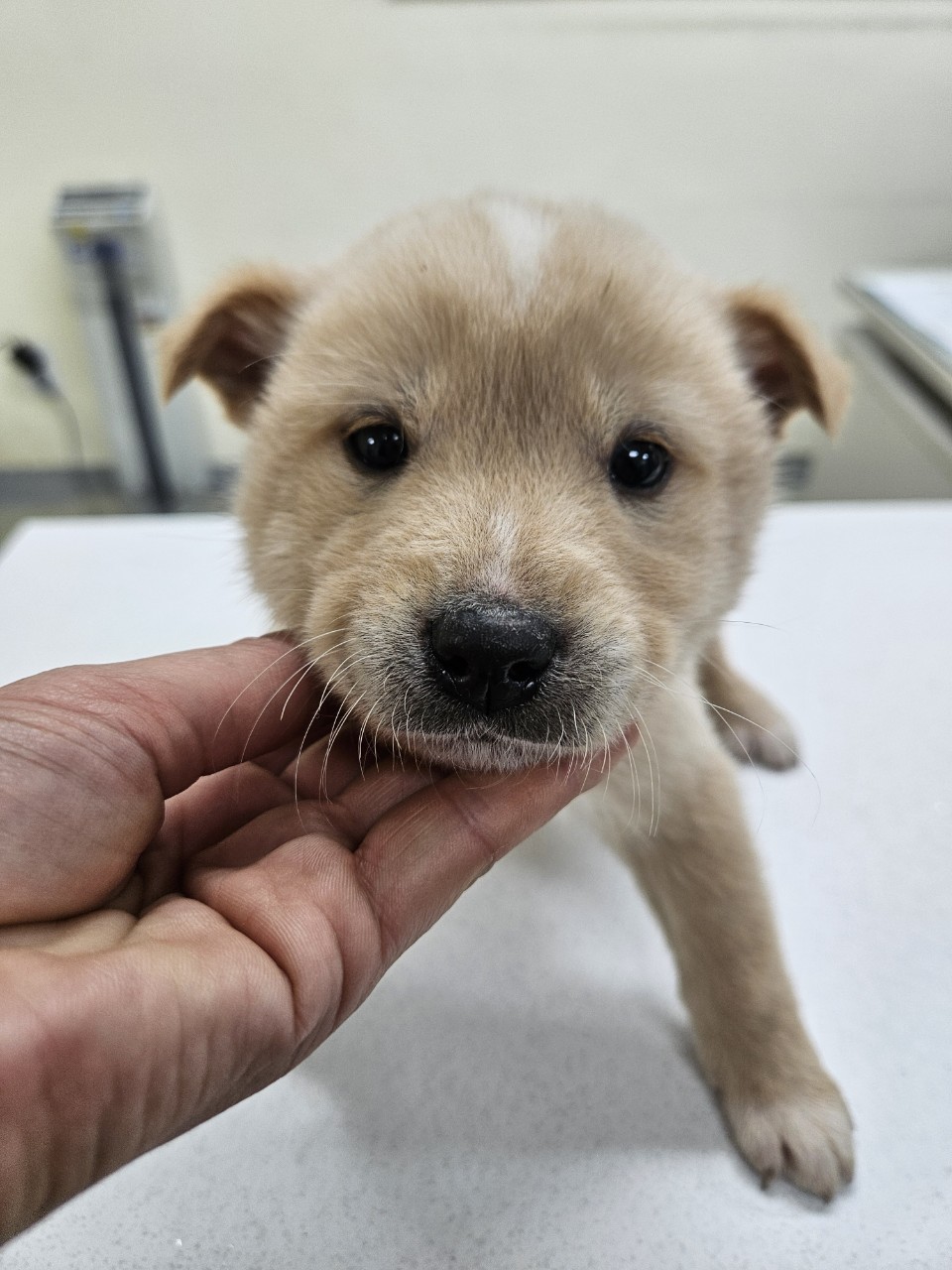 아산동물복지지원센터_444452202500037