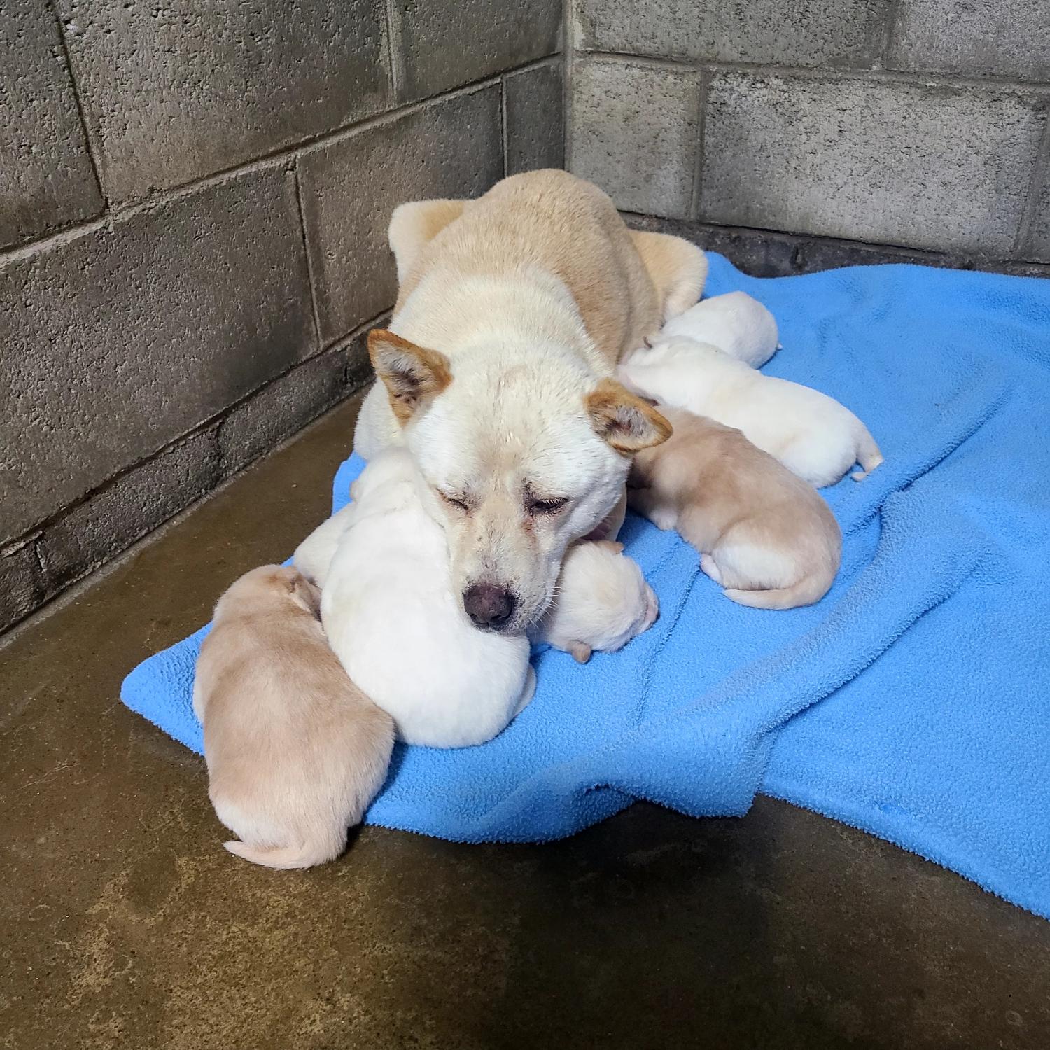 군산유기동물보호센터_445467202500032