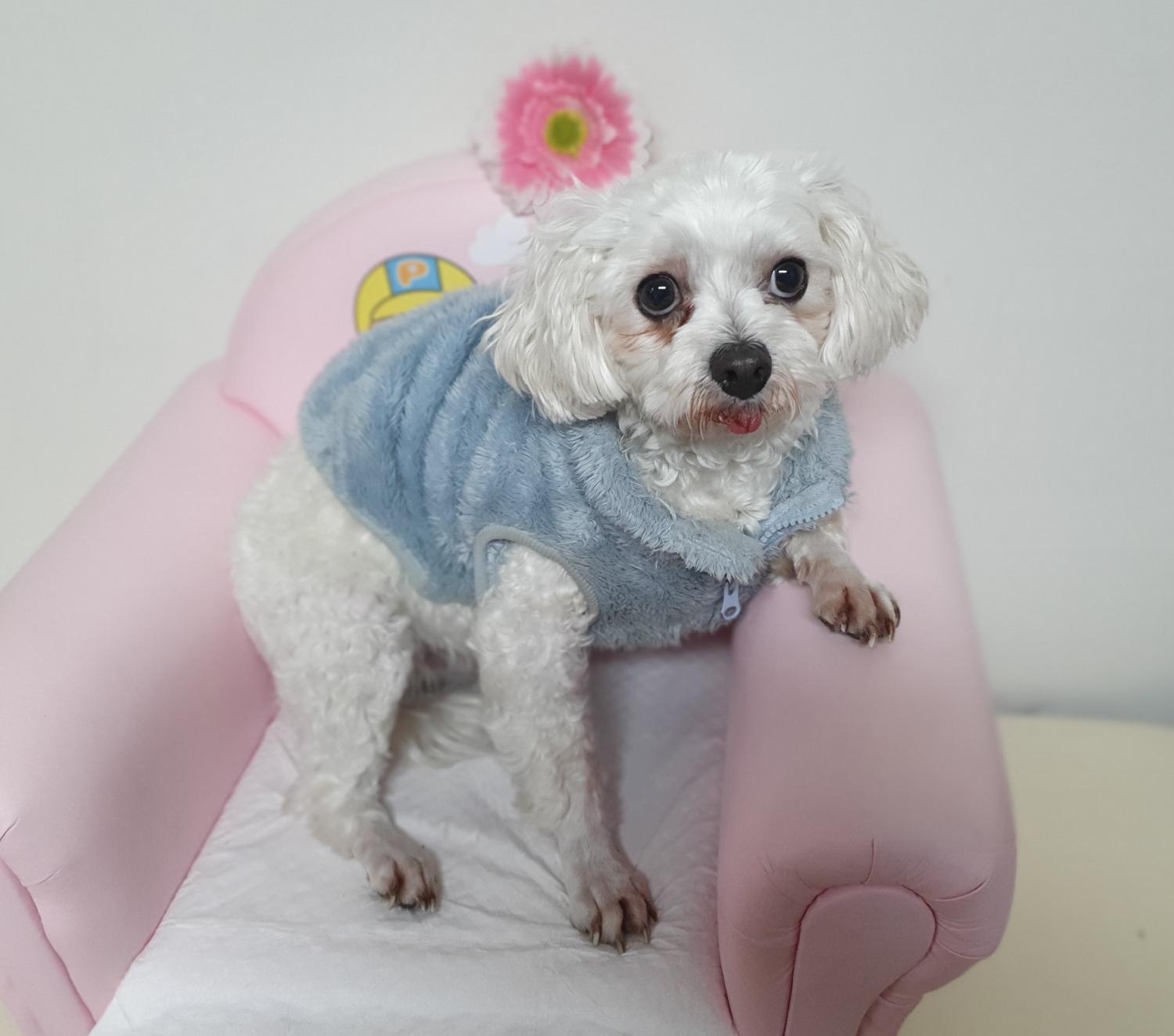 창원유기동물보호소_448567202500030