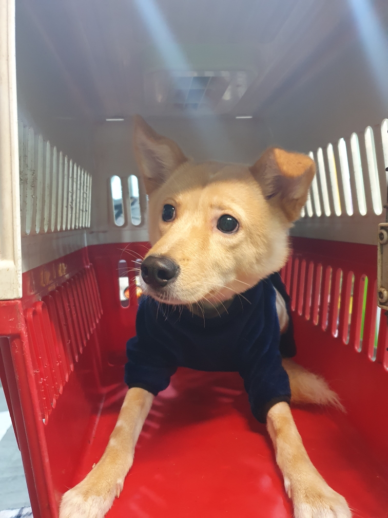 종료(반환) 믹스견…