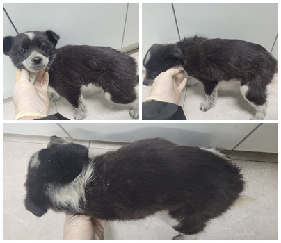 논산시 동물보호센터_444454202500037