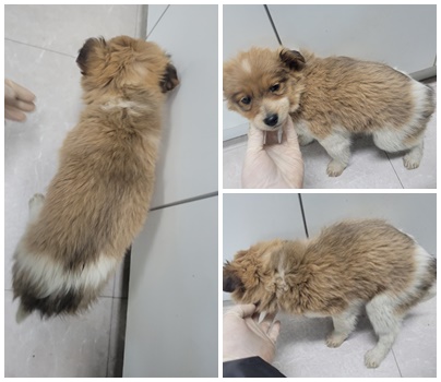 논산시 동물보호센터_444454202500035