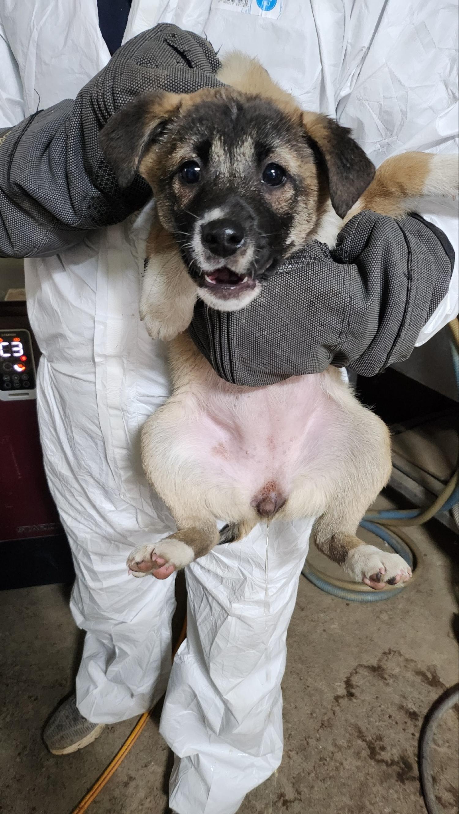 평택시유기동물보호소_441391202500091