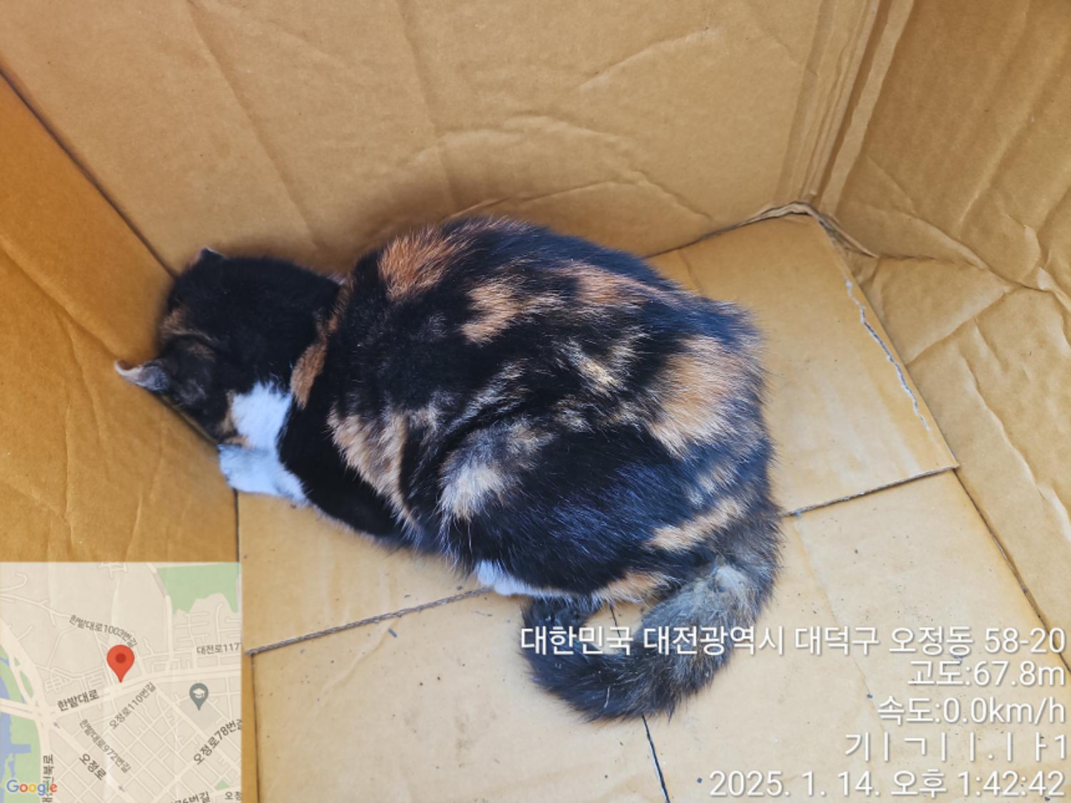 대전동물보호센터_430368202500009