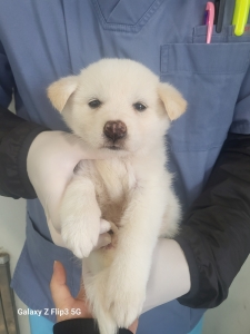 제주 동물보호센터_450650202500127