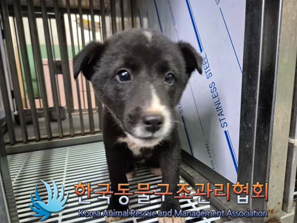 한국동물구조관리협회_441409202500029