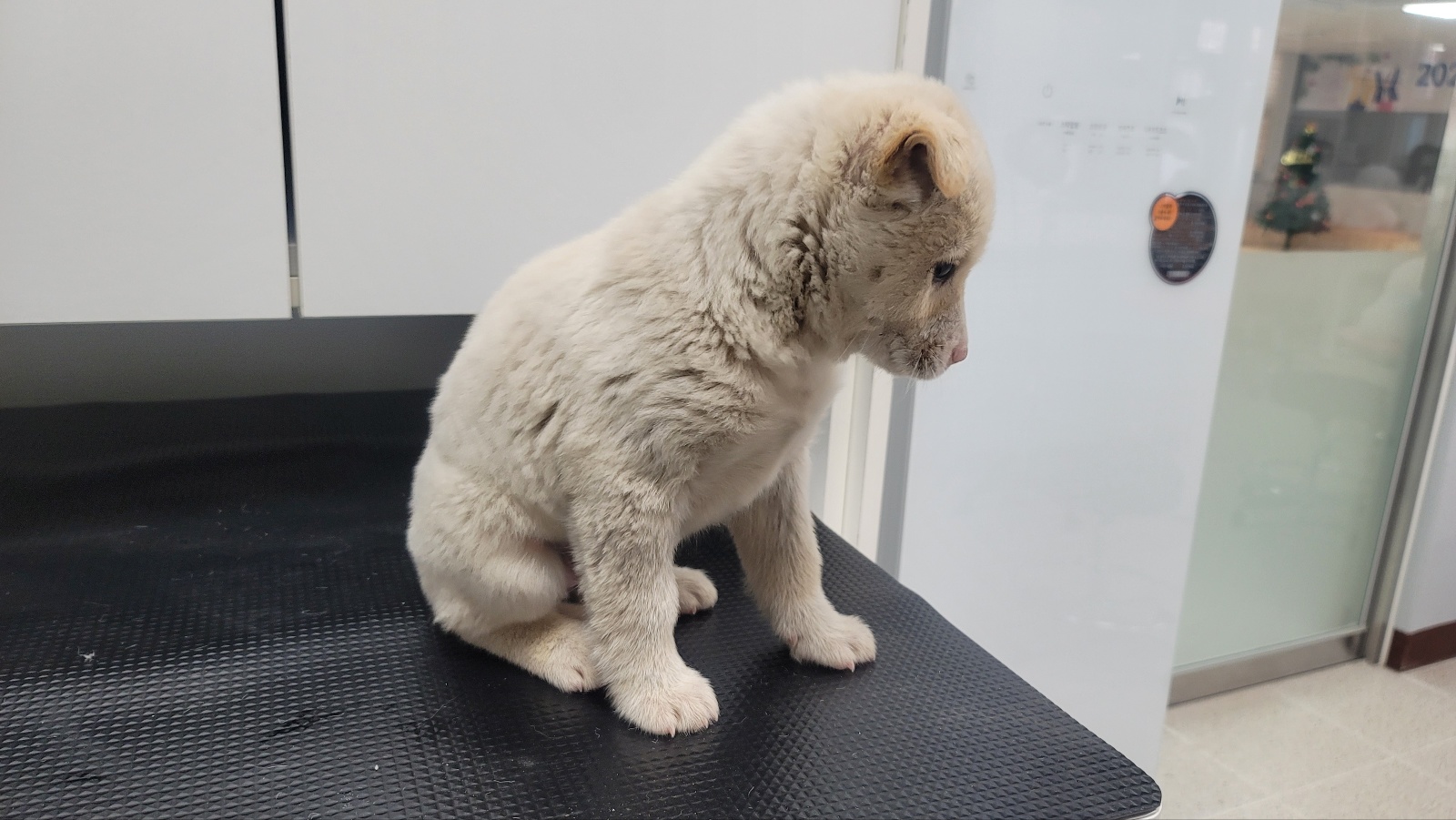 보호중 믹스견의 가…