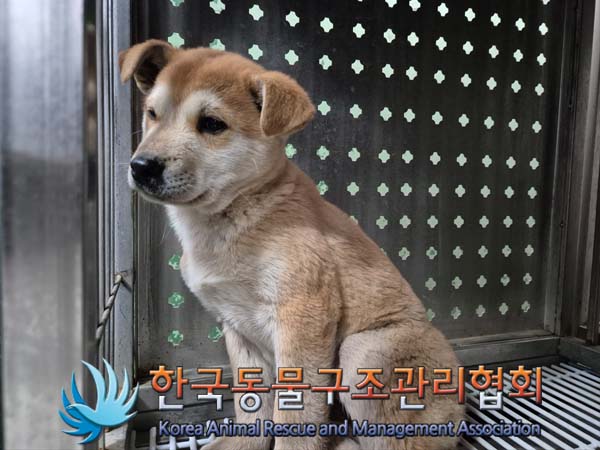 한국동물구조관리협회_441409202500031