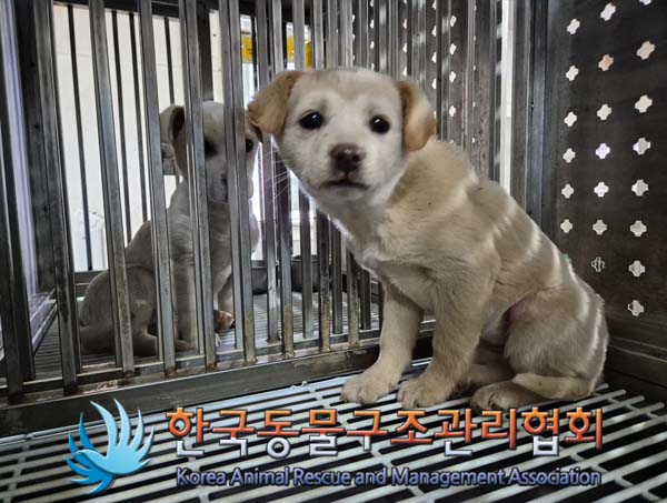 한국동물구조관리협회_441409202500032