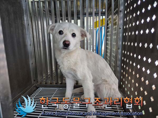한국동물구조관리협회_441414202500006