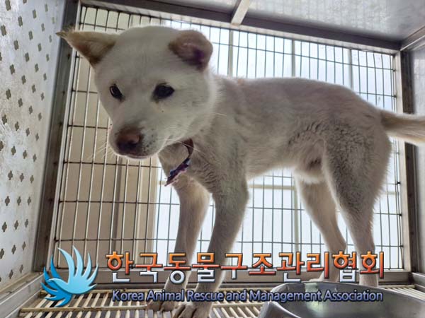 한국동물구조관리협회_441406202500023