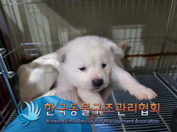 종료(자연사) 믹스…