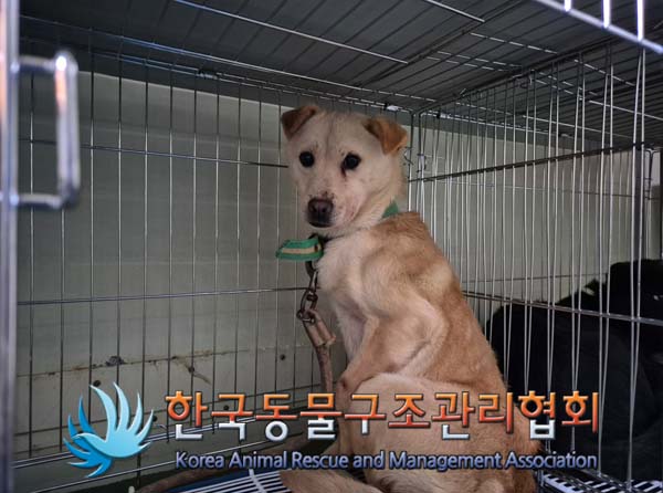 한국동물구조관리협회_441559202500027