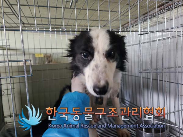 한국동물구조관리협회_441559202500036