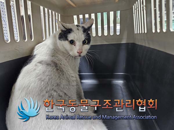 종료(입양) 한국 …