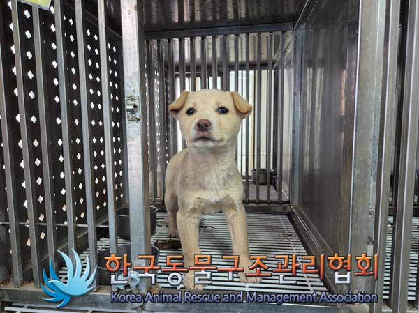 한국동물구조관리협회_441409202500033