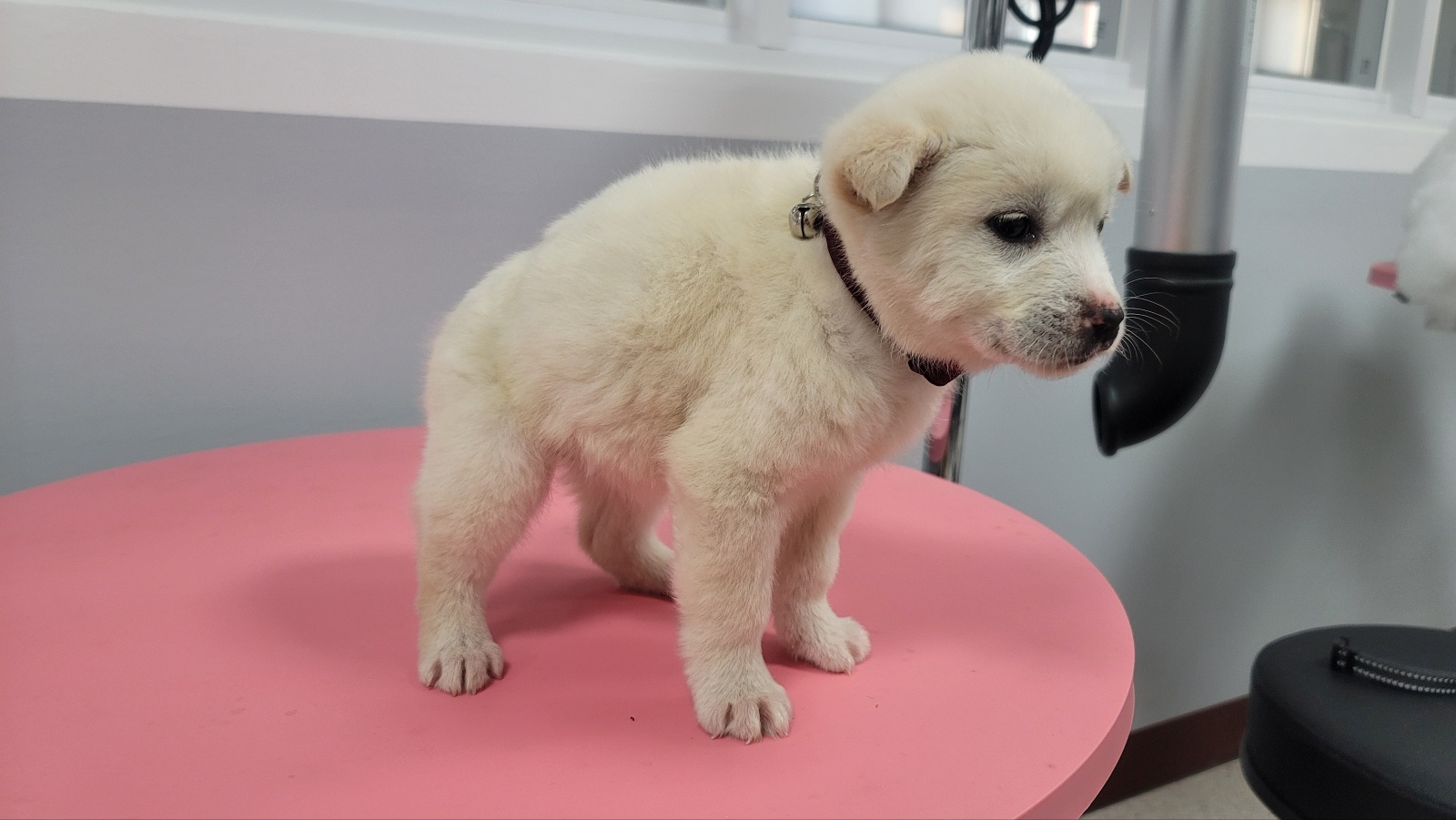 임실유기동물보호센터_445476202500016