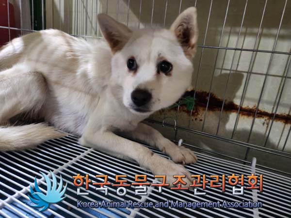 한국동물구조관리협회_441559202500031