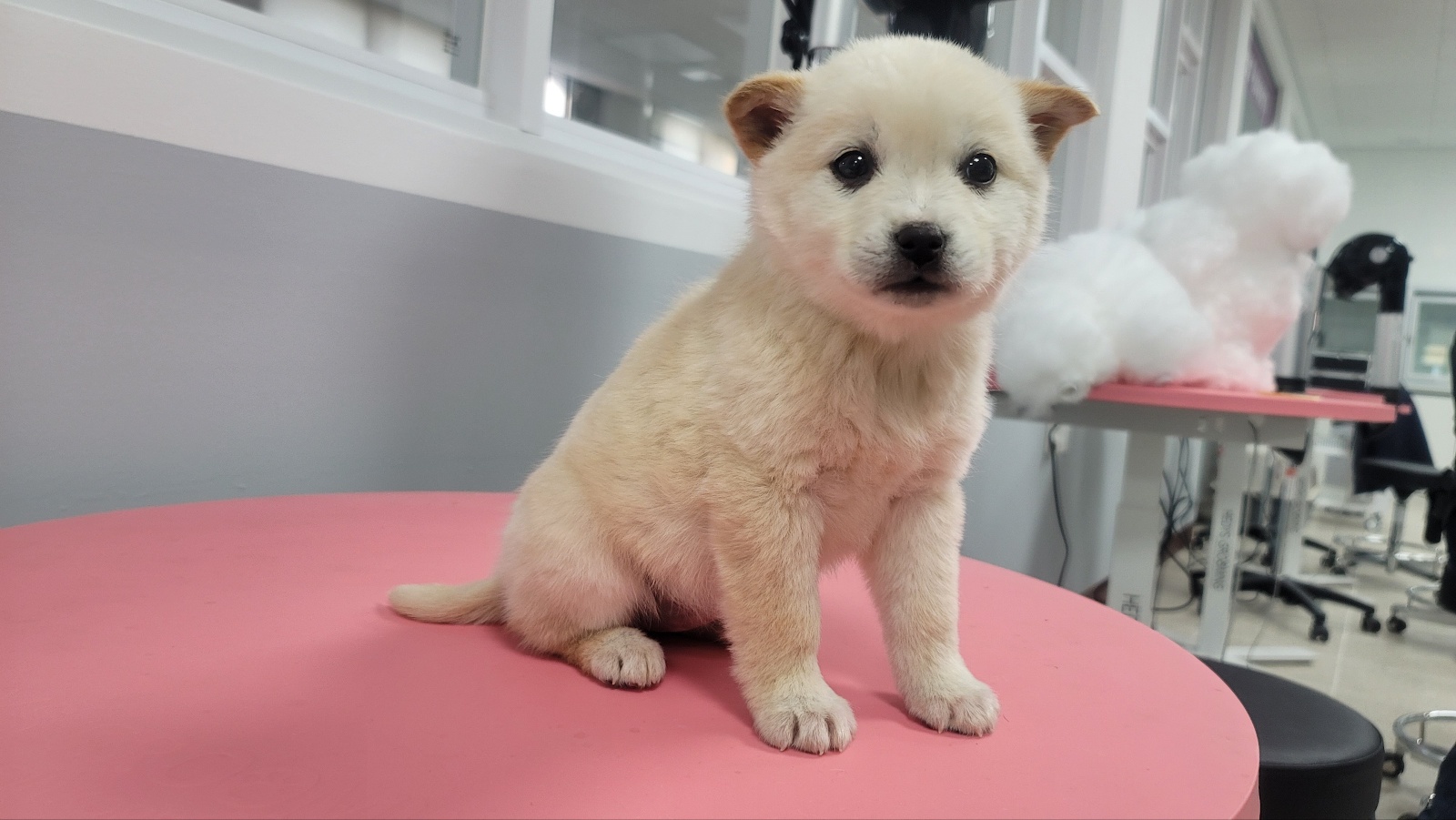 보호중 믹스견의 가…