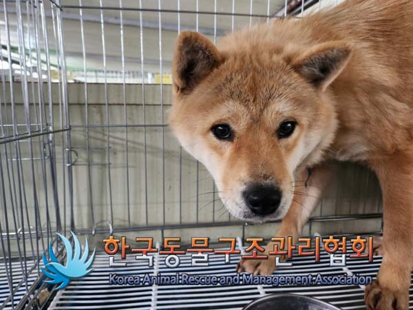 보호중 믹스견의 가…
