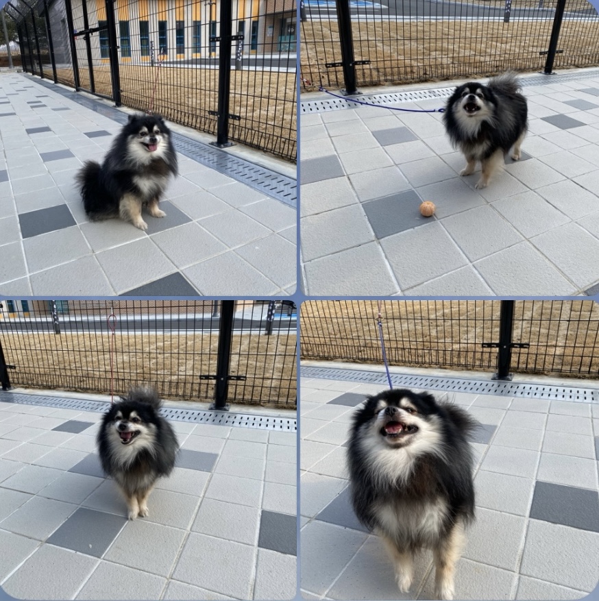 구미시 동물보호센터_447508202401197