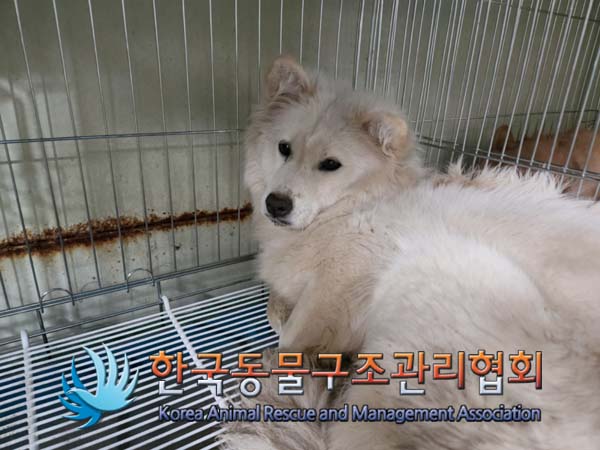 한국동물구조관리협회_441559202500034