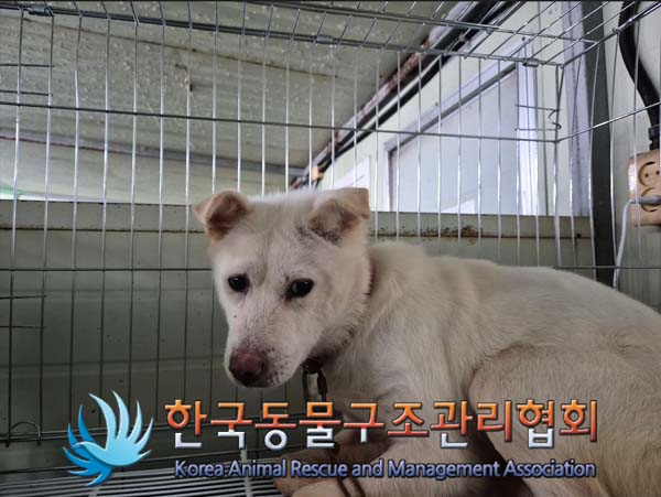 한국동물구조관리협회_441559202500024